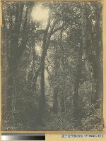 臺南州嘉義郡番地阿里山河合溪 (阿里山溪) 闊葉樹林藏品圖，第3張